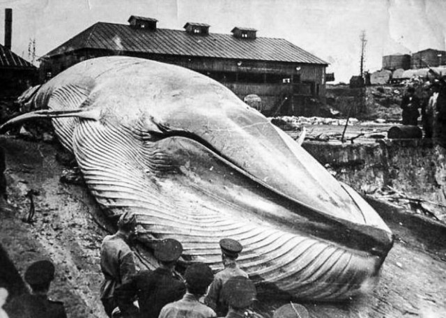 Фотографии из прошлого нашей страны – 112