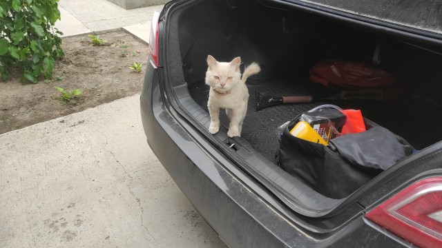 Котовторник.Наши модели