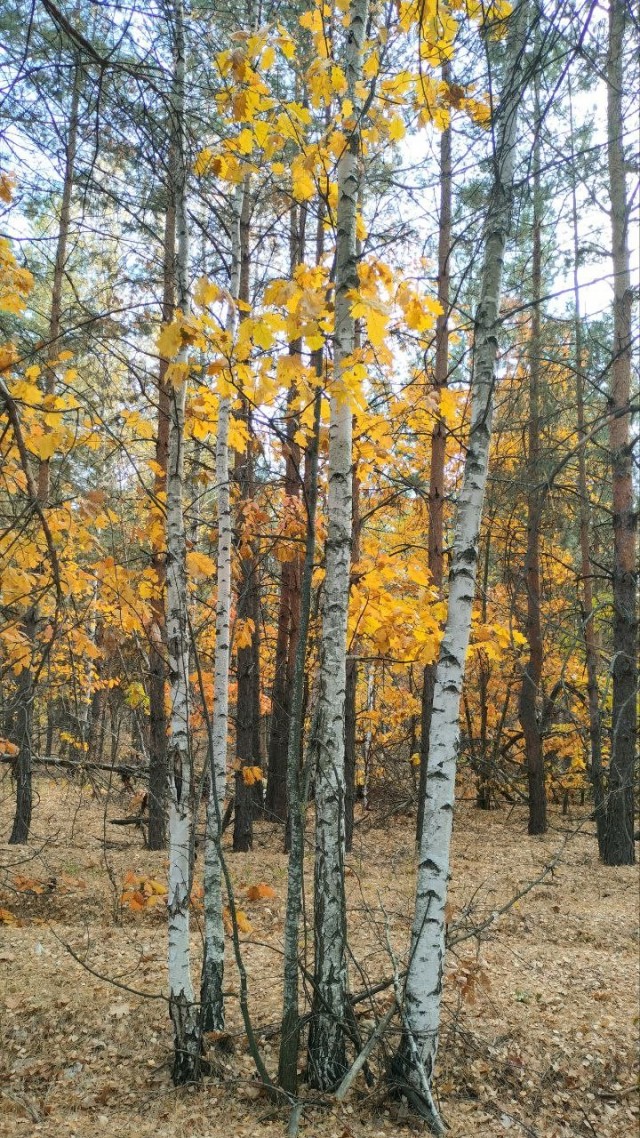 Осень в объективе.