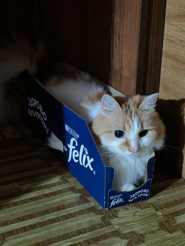 Кошатники по всей России жалуются на влажный корм Felix
