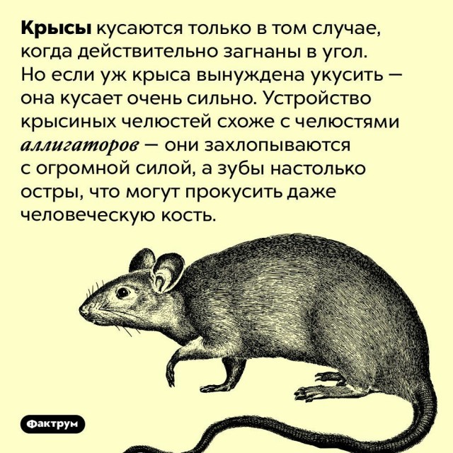 Куча мала 15, последняя