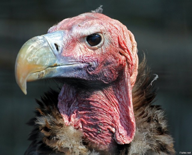 Не для чувствительных барышень