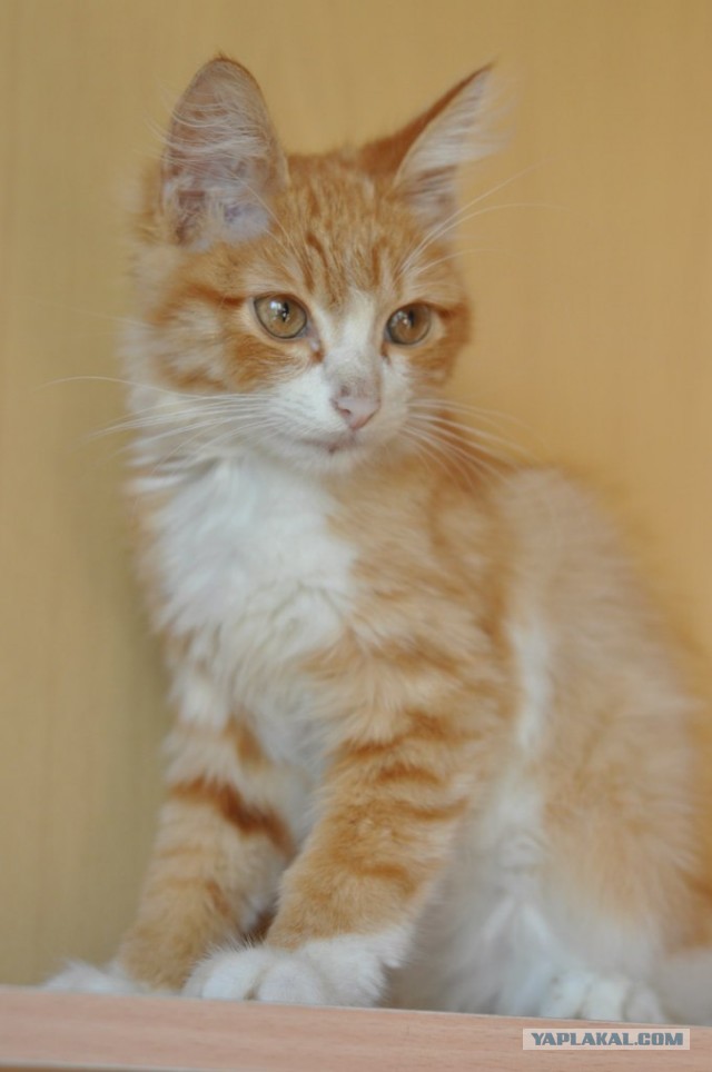 Котовторник 23.07.2013