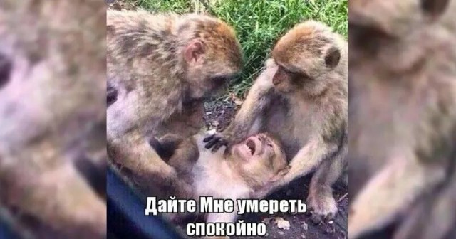 Если есть одна сосиска