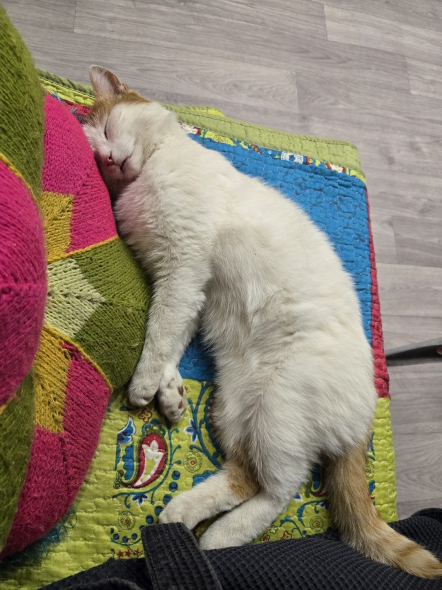 К котовторнику