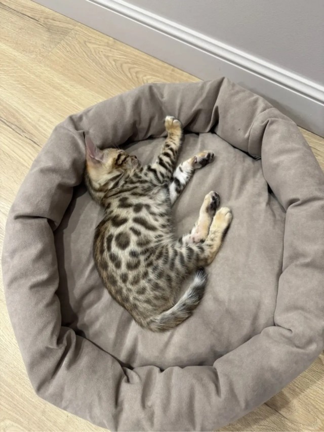Котовторник. Зифи