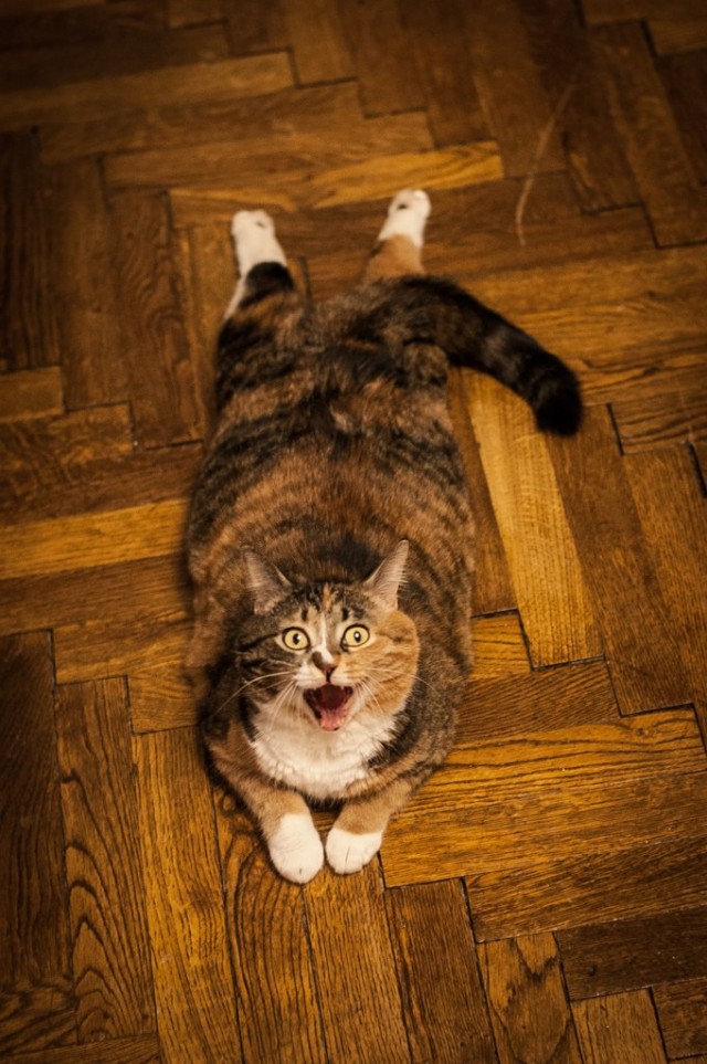 Котейка, который не знает как лежат котейки