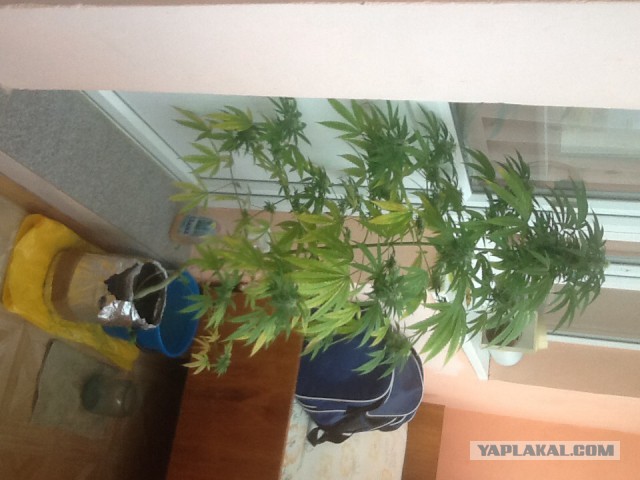 В магазин за травкой (Колорадо, Денвер, США)