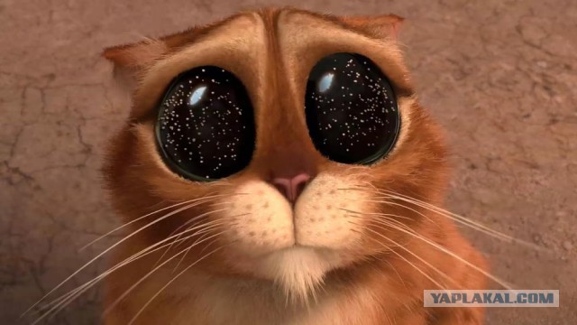 Коты ученых