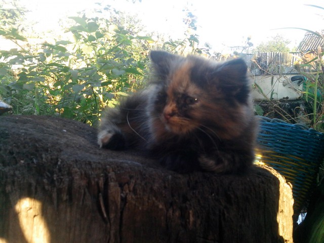 Котовторник  08.04.2014