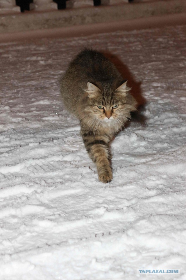 С Котовторником!