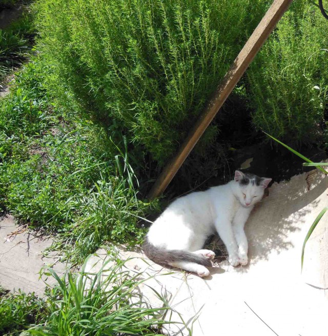 Котовторник 19.08.2014