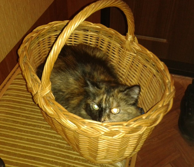 Котовторник 23.09.2014.