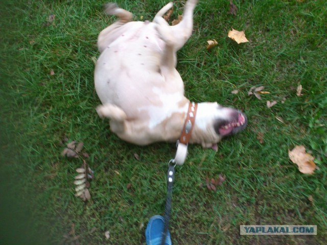 Нападение бойцовой собаки. 18+