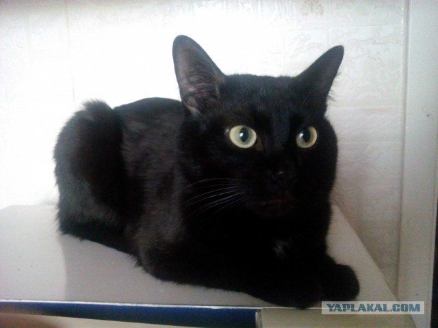 Котовторник 23.12.2014