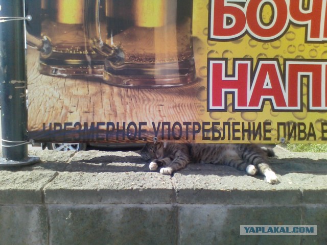 Котовторник 06.01.2015