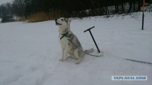 Собакочетверг.