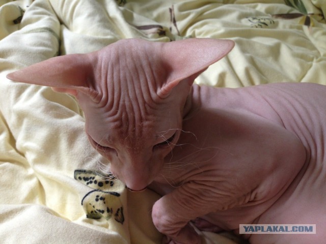 Если есть кошачье ню, то оно выглядит вот так...