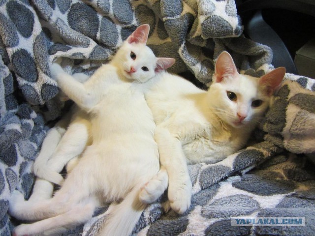 Котовторник 31.03.2015