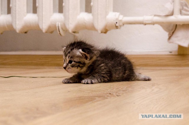 Котовторник 12.05.2015