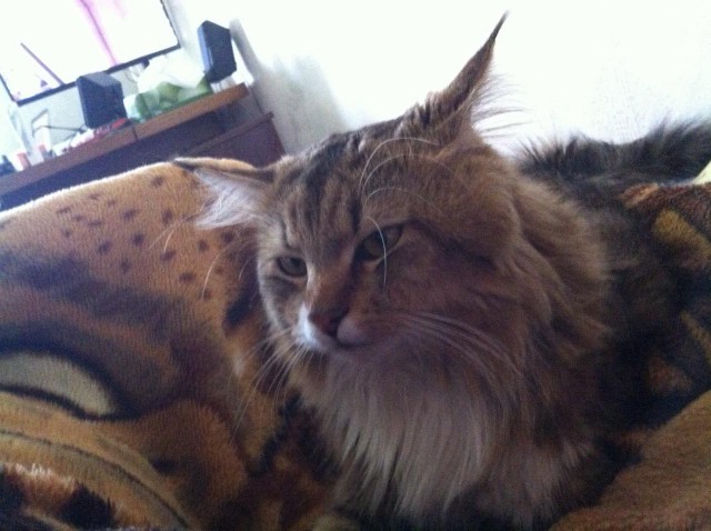 Котовторник