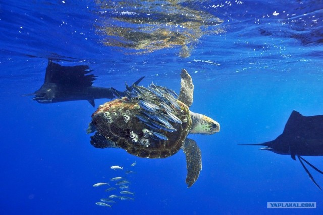 Фотоконкурс National Geographic 2012