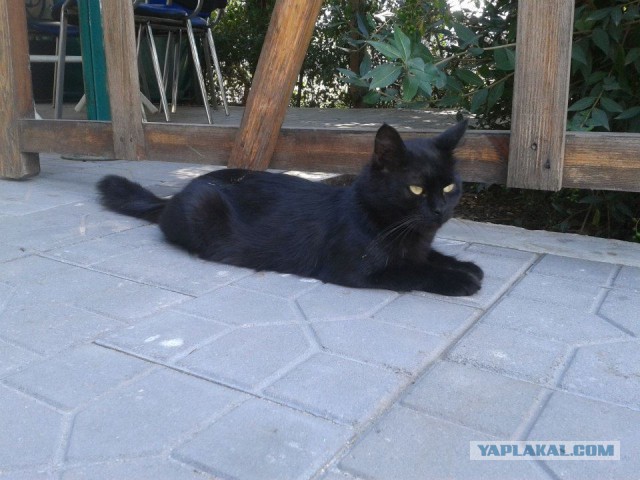 Котовторник  21.07.2015