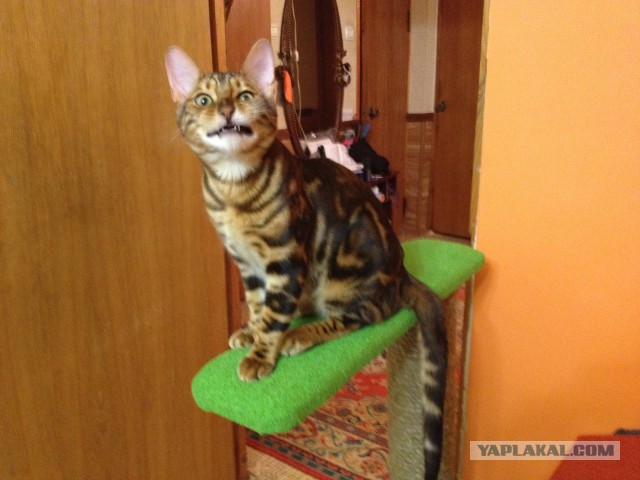 Котовторник 25.08.2015