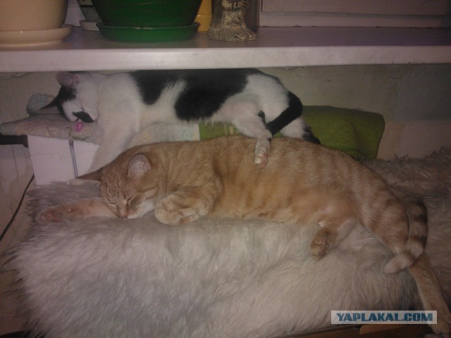 Пост невероятной кошачьей красоты. 25 фот.