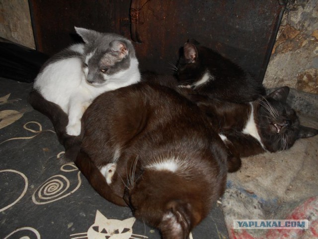 Жизнь домашнего приюта для котеек 108