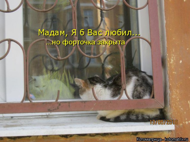 "Я сфотографировал своего кота на заборе, и только потом понял, зачем он туда забрался"