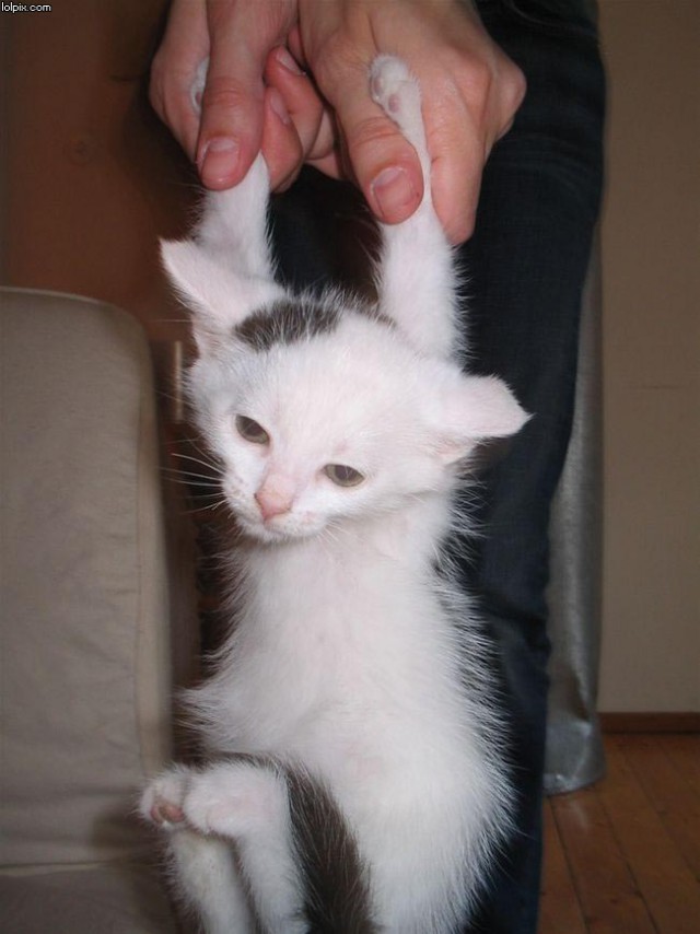 Коты из сети