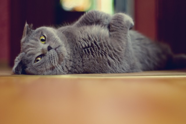 Коты из сети