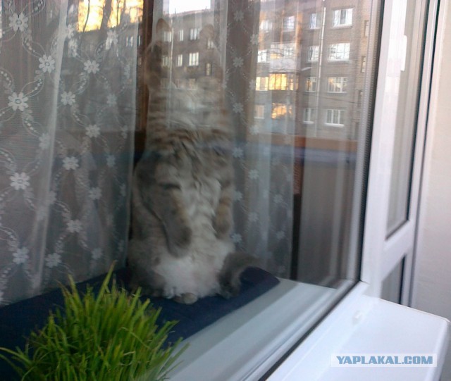 Котовторник 07.03.2017