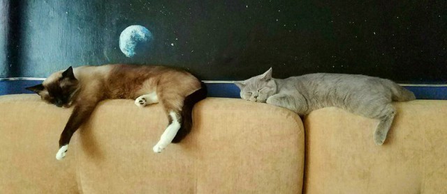 Коты и Кошки