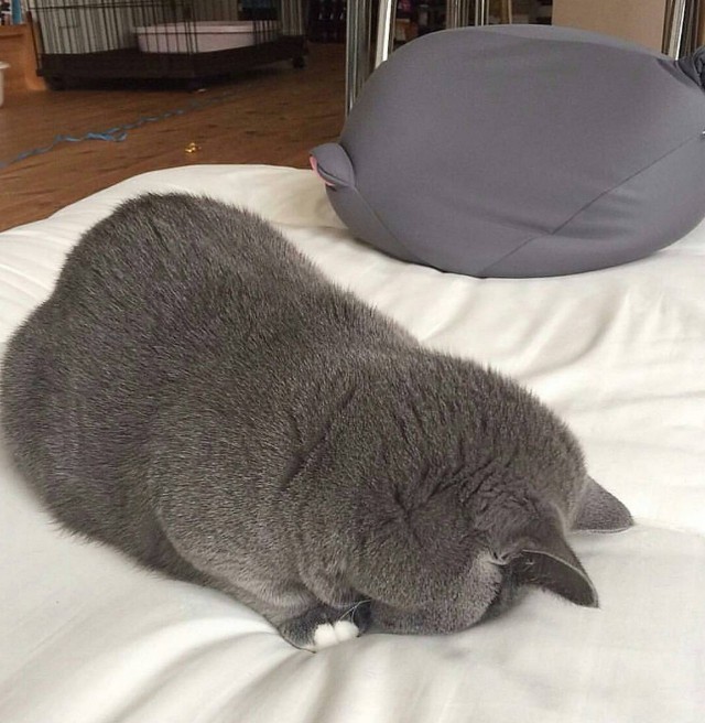 Коты и Кошки