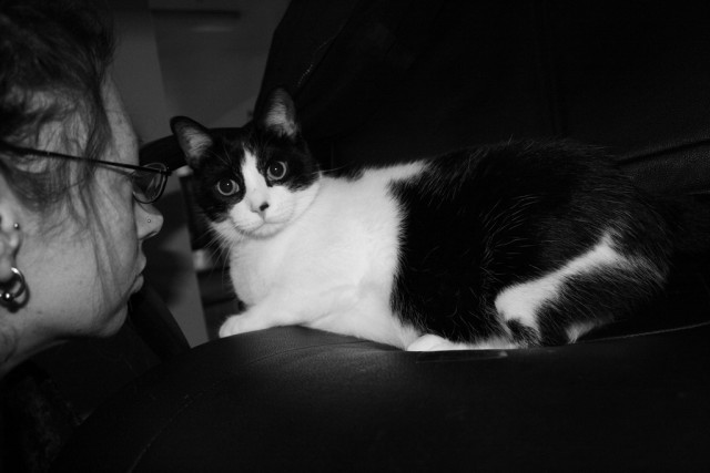Коты и Кошки