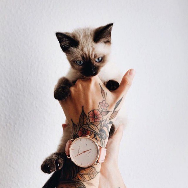 Коты и Кошки