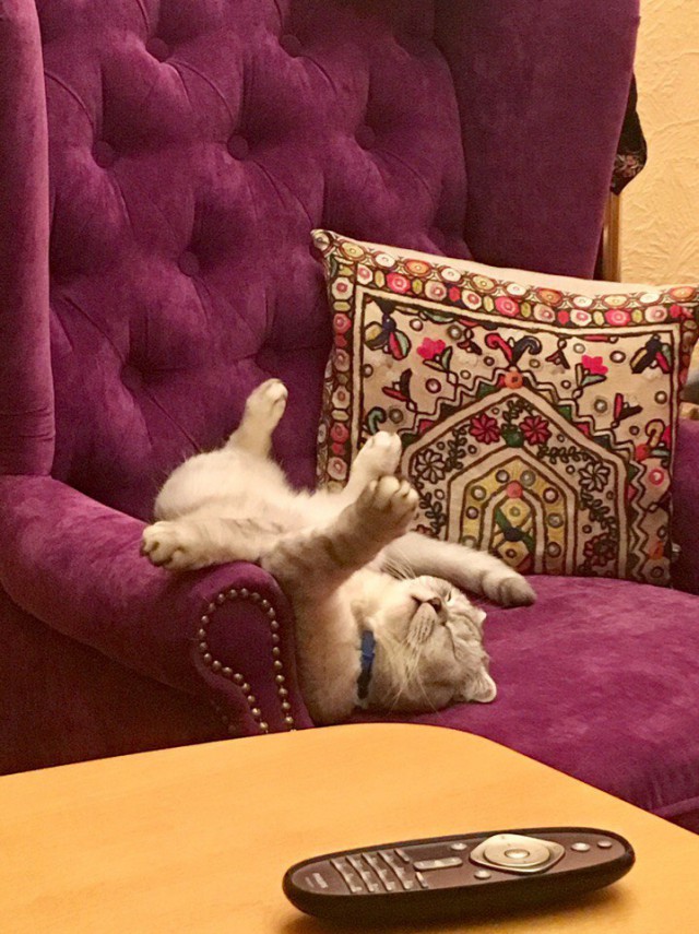 Коты и Кошки