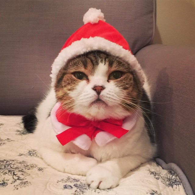 Коты и Кошки