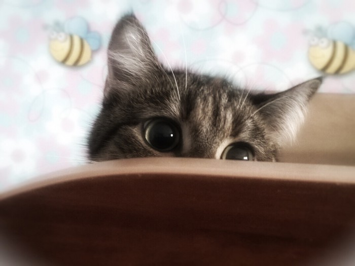 Котовторник 20.03.2018