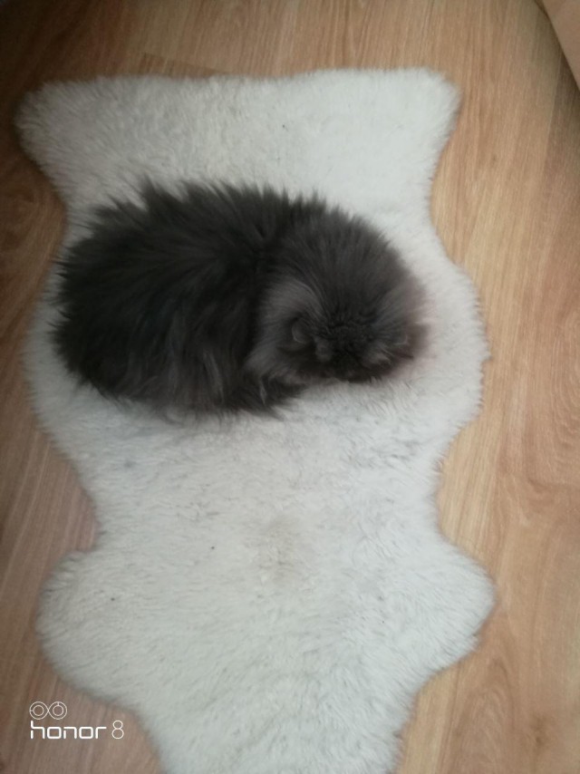 А не открыть бы нам котовторник 03.04.2018