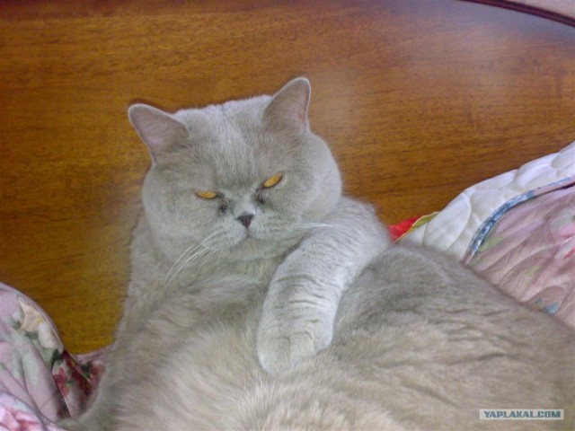 Котовторник на ЯПлакалъ 08.07.2008