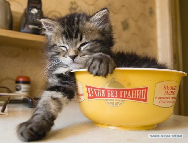 УРРААА ! Котовторник на ЯПлакалъ !