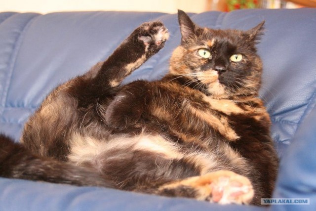 Уррааа! Котовторник на ЯПлакалъ!
