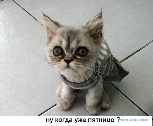 Новая порода котят
