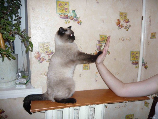 Котовторник на ЯПе (21.04.2009)