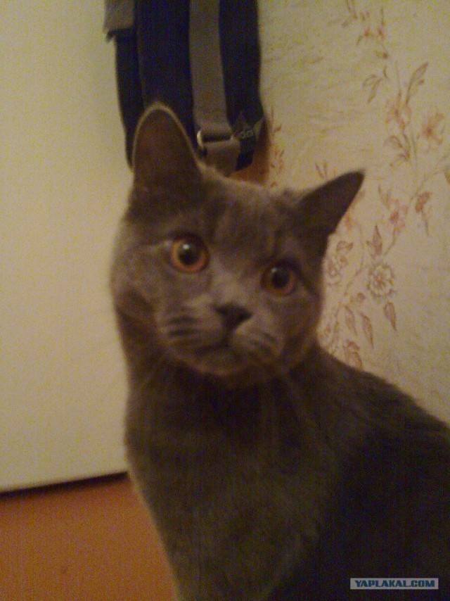 Первый котовторник августа