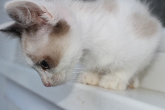 Прикольных котов пост