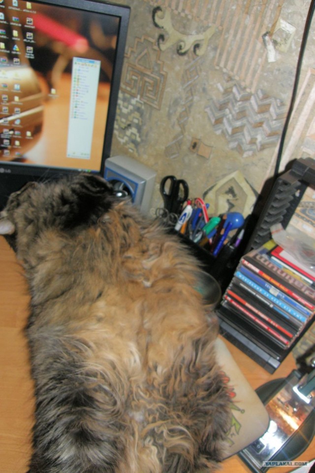 Сегодня котовторник, а котиков все нет